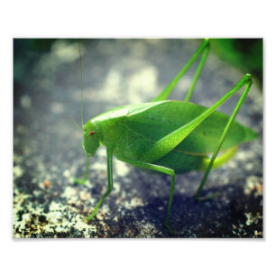 Foto Katydid Gafanhoto Fechar 8x10