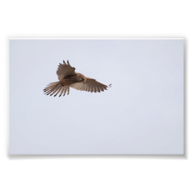 Foto Kestrel (Frente)
