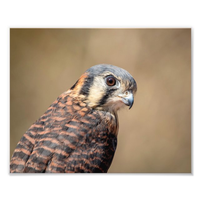 Foto Kestrel Americano 10x8 (Frente)