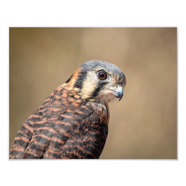 Foto Kestrel Americano 14x11 (Frente)
