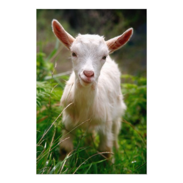 Foto Kid Goat (Frente)