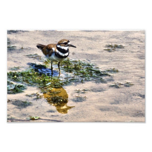 Foto Kildeer refletiu na água