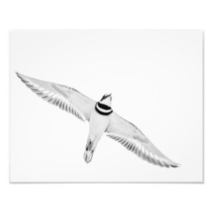 Foto Killdeer crescente