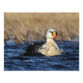 Foto King Eider Bird