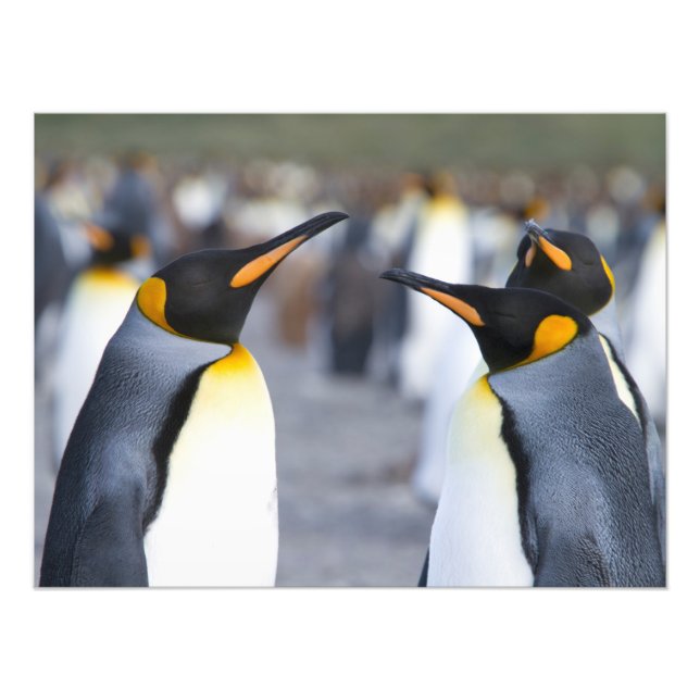 Foto King Penguins (Frente)
