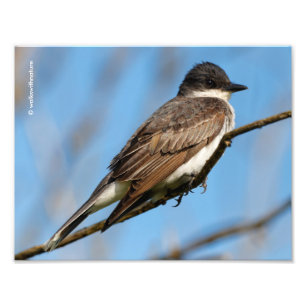 Foto Kingbird oriental em uma ramificação
