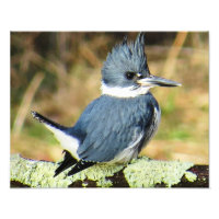 Kingfisher Belado