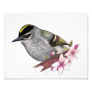 Foto Kinglet Ouro-Coroado