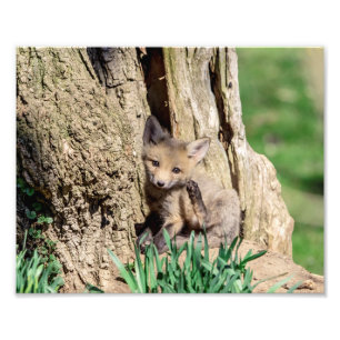 Foto Kit Fox 10x8 no Vale do Hudson