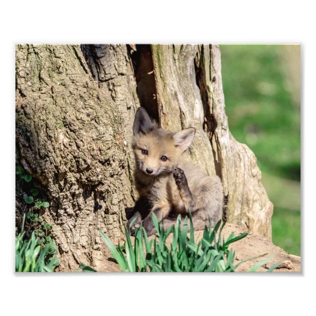 Foto Kit Fox 10x8 no Vale do Hudson (Frente)