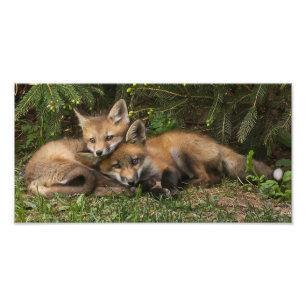 Foto Kits De Raposa De Corte