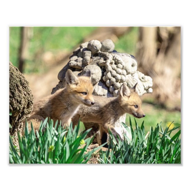 Foto Kits Fox 10x8 no Vale do Hudson (Frente)