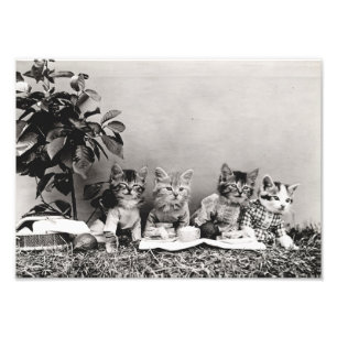 Foto Kitten Picnic