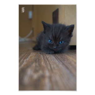 Foto Kitten Preto