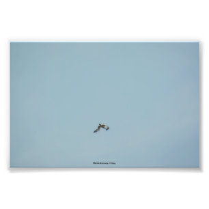 Foto Kittiwake de pernas pretas