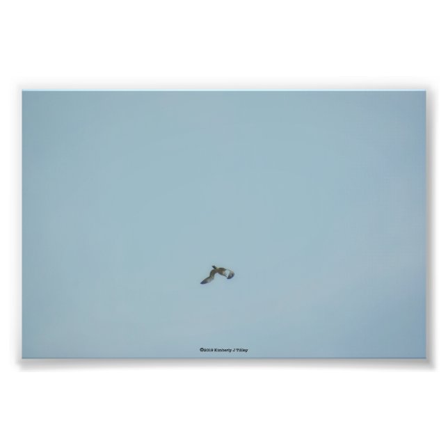 Foto Kittiwake de pernas pretas (Frente)