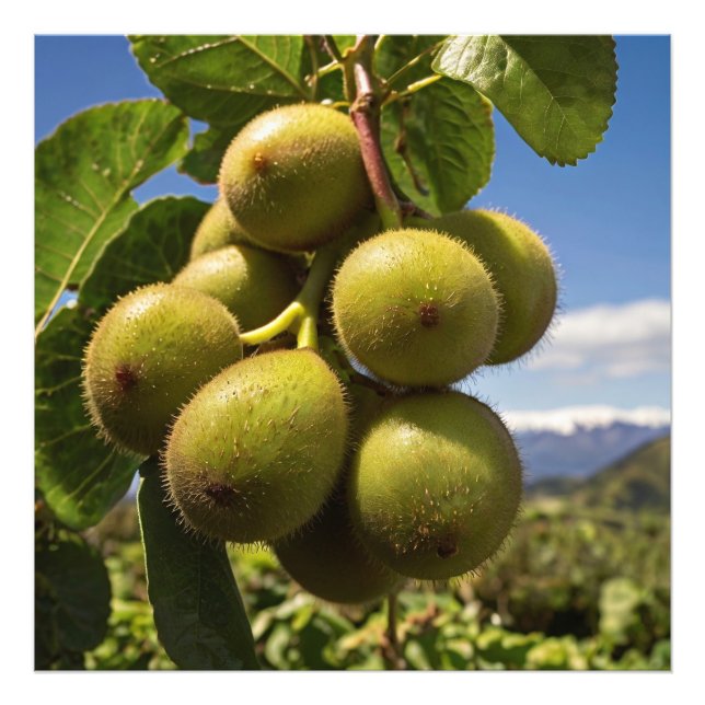 Foto Kiwis em uma árvore (Frente)