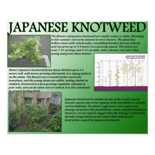 Foto Knotweed Japonês