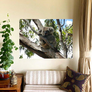 Foto Koala - Dormindo