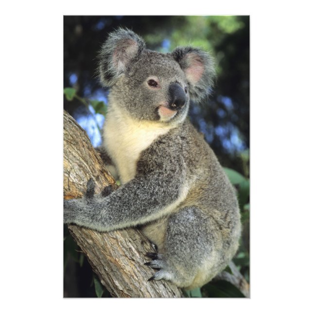 Foto Koala, Phascolarctos cinereus), Austrália, (Frente)