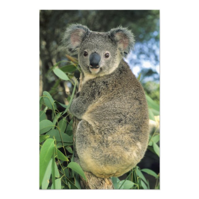 Foto Koala, Phascolarctos cinereus), em risco de extinç (Frente)