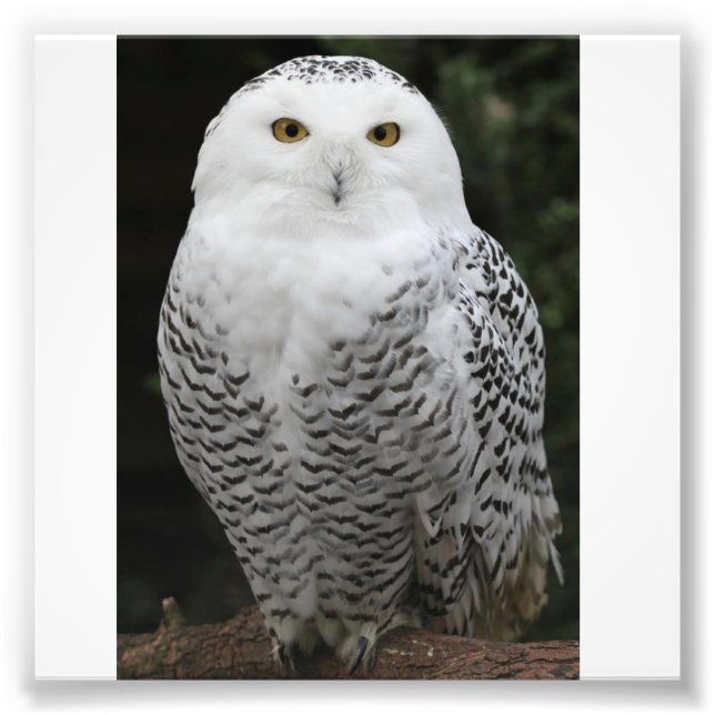 Foto Kodak Professional Photo Paper (Satin) (Frente)