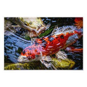 Foto Koi Fish Pond Japonês