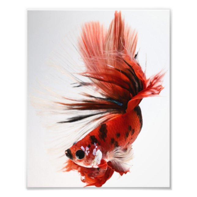 Foto Koi Halfmoon Betta Fish (Frente)
