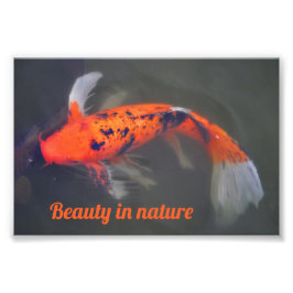 Foto Koi, Pez Carpa