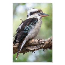 Kookaburra visto na Ilha Fraser