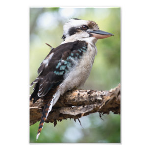 Foto Kookaburra visto na Ilha Fraser