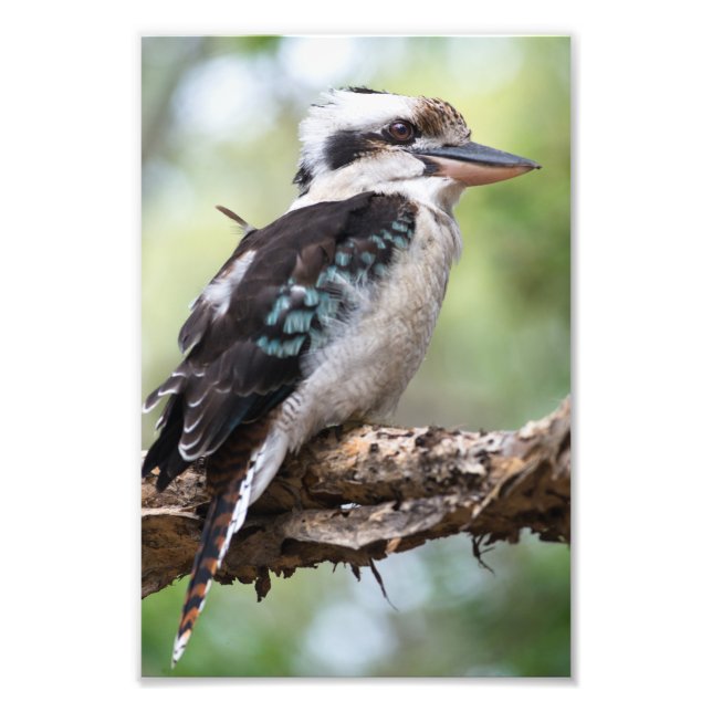 Foto Kookaburra visto na Ilha Fraser (Frente)