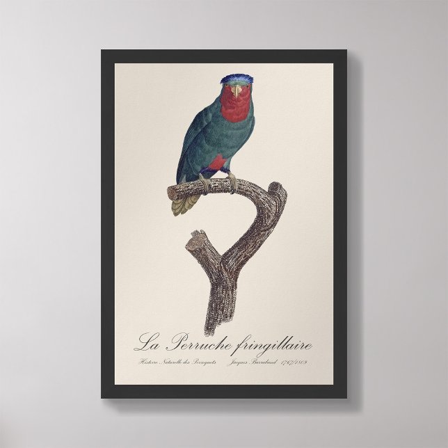 Foto La Perruche fringillaire (Criador carregado)