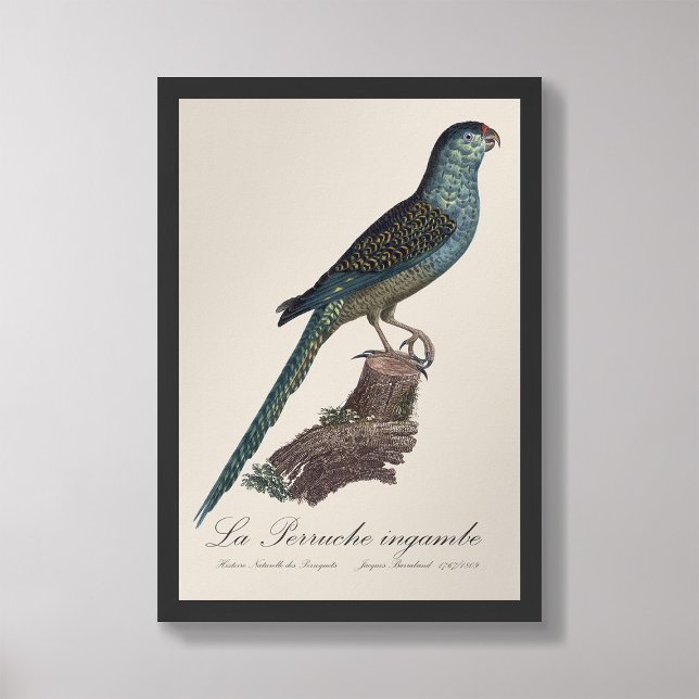 Foto La Perruche ingambe (Criador carregado)