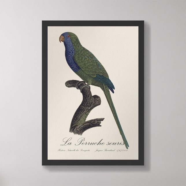 Foto La Perruche souris / Monk Parakeet (Criador carregado)