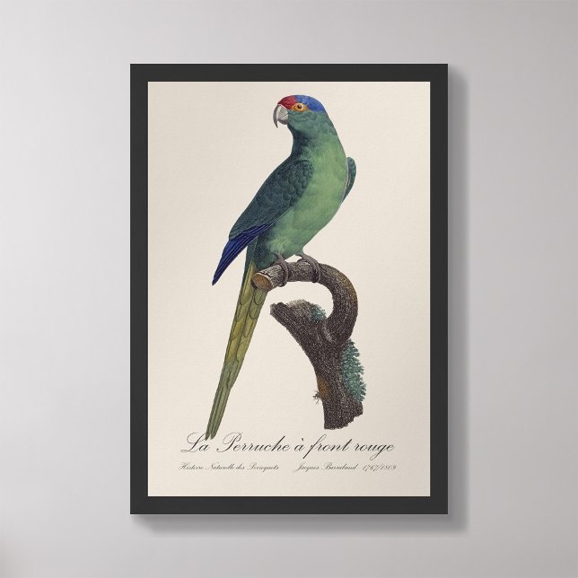 Foto La Perruche, uma coroa (Criador carregado)