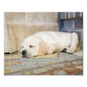 Foto Labrador Amarelo - Impressão