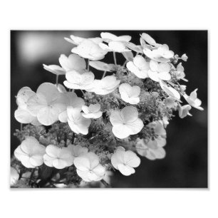 Foto Lacecap Hydrangea Black E White 8x10