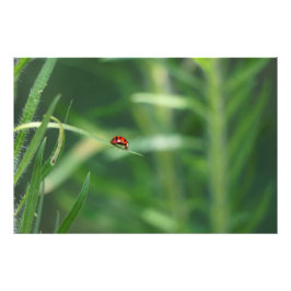 Foto Lady Bug