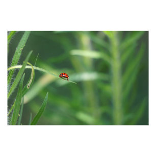 Foto Lady Bug
