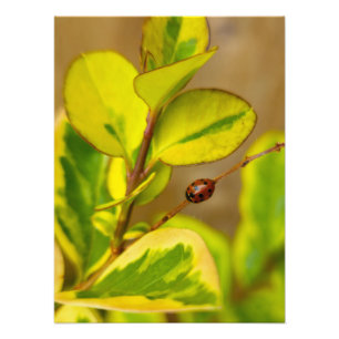 Foto Ladybird