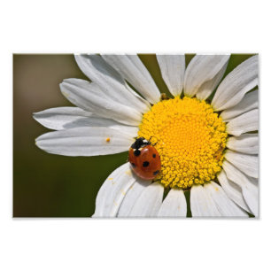 Foto Ladybird em Oxeye Daisy - Impressão