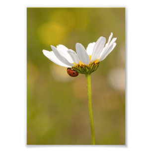 Foto Ladybird em Oxeye Daisy Photo Impressão 5x7 pol