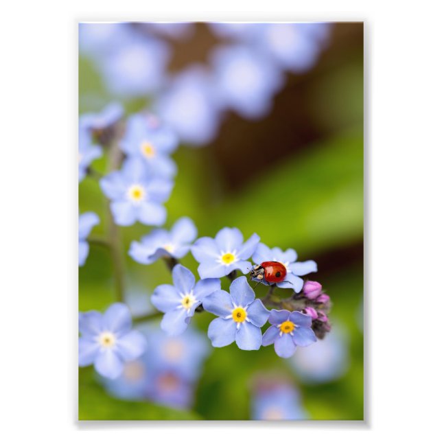 Foto Ladybird no Forget-me-not Impressão 5x7" (Frente)