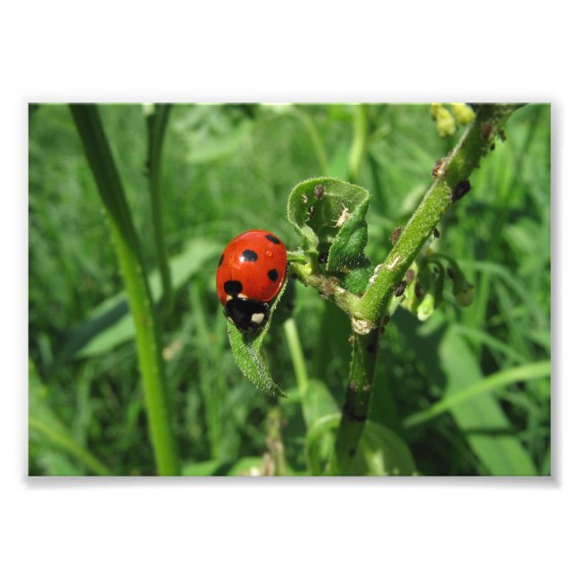 Foto Ladybug e Aphids (Frente)