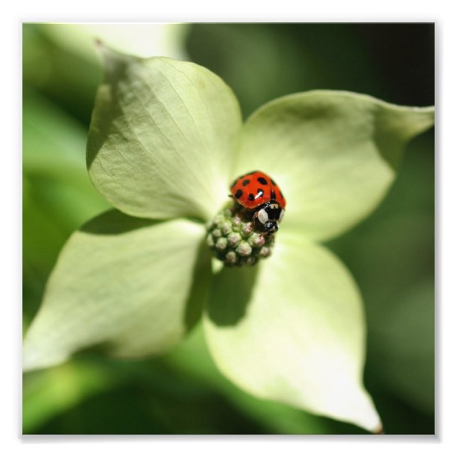 Foto Ladybug Na Flor Dogwood 8x8 Natureza (Frente)