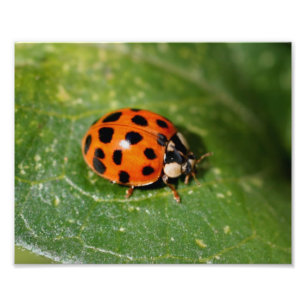 Foto Ladybug No Folheto Fechar 8x10