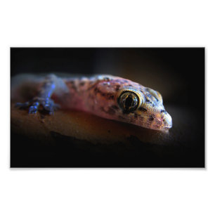 Foto Lagarto mediterrâneo do geco