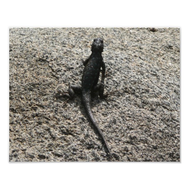 Foto Lagarto Preto (Frente)
