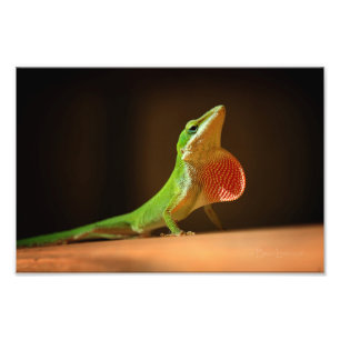 Foto Lagarto verde de Anole com Thraot vermelho
